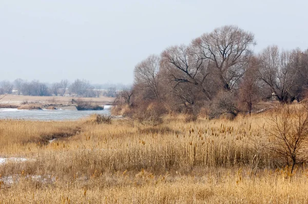 Steppe, prateria, veld, veldt — Foto Stock