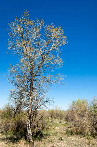 Perto do deserto. deserto . — Fotografia de Stock