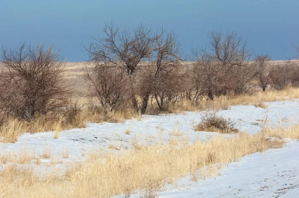 Steppe, Prärie, Veld, Veldt — Stockfoto