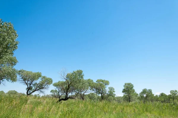 Steppensommer. turgai sparen. See in der Wüste — Stockfoto