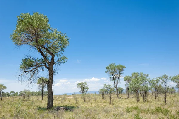 Steppensommer. turgai sparen. See in der Wüste — Stockfoto