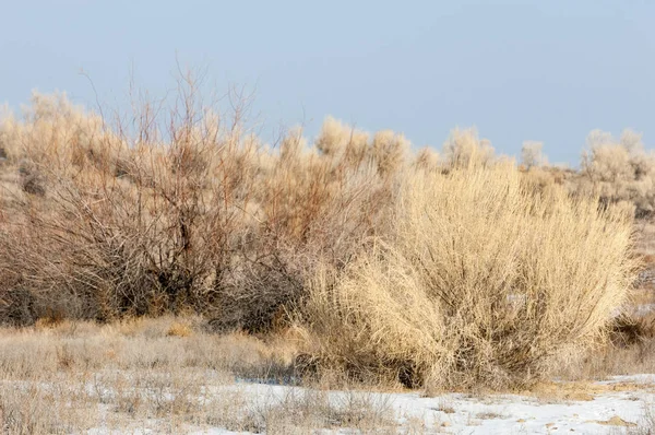 Steppe, prairie, veld, Veld — Photo