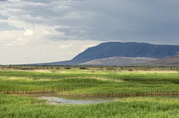 Bozkır, çayır, veld, veldt. 
