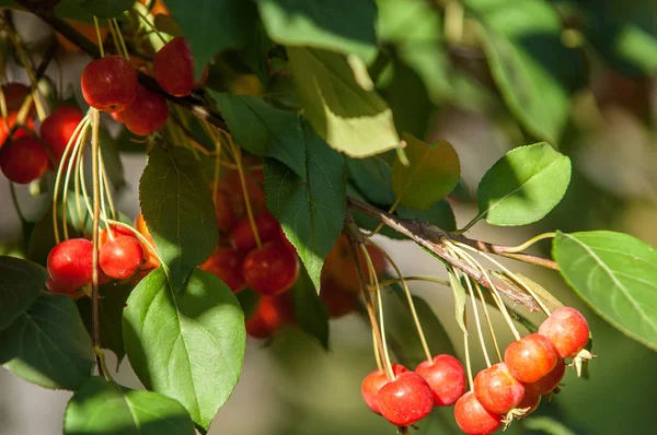 Дикі Яблука Malus Рід Близько 3055 Видів Дрібних Листяних Яблунь Стокова Картинка