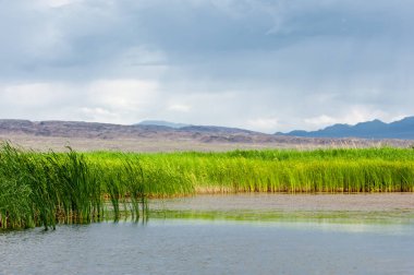 Steppe 'deki nehir. Çayır