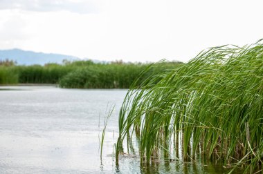 Steppe 'deki nehir. Çayır