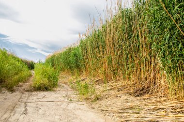 baston, sazlık, acele, saman, narin