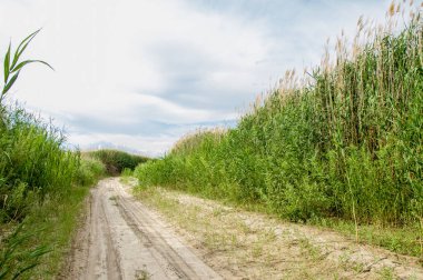 baston, sazlık, acele, saman, narin