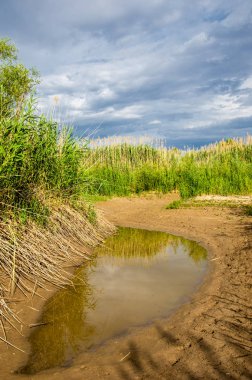 baston, sazlık, acele, saman, narin