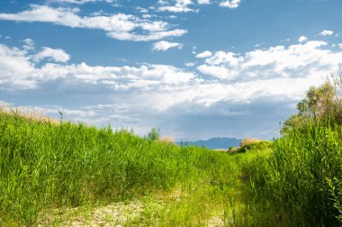 baston, sazlık, acele, saman, narin