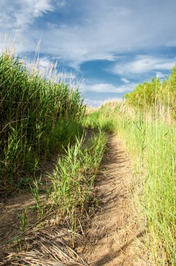 baston, sazlık, acele, saman, narin