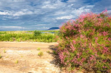  Bozkır, bozkır, bozkır, bozkır. Tamariske. 
