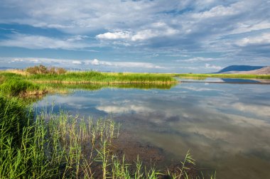 Steppe 'deki nehir. Çayır