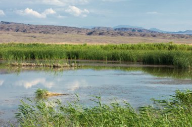 Turgai kurtardı. Çölde göl