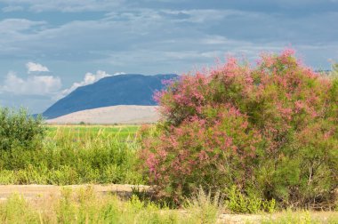  Bozkır, bozkır, bozkır, bozkır. Tamariske. 