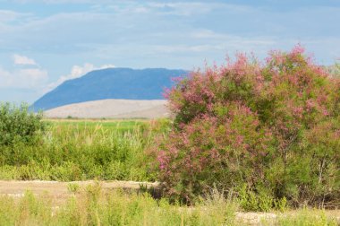  Bozkır, bozkır, bozkır, bozkır. Tamariske. 