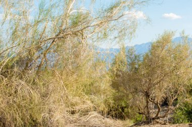 Bozkır, çayır, veld, veldt