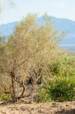 Bozkır, çayır, veld, veldt