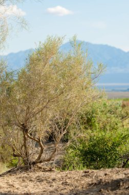 Bozkır, çayır, veld, veldt