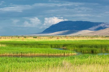 Bozkır, çayır, veld, veldt