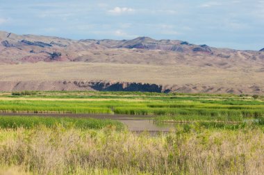 Bozkır, çayır, veld, veldt