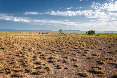Bozkır, çayır, veld, veldt