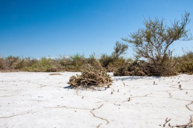 Bozkır, çayır, veld, veldt