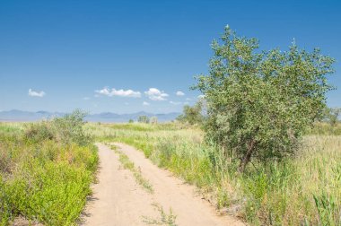 Bozkır, çayır, veld, veldt