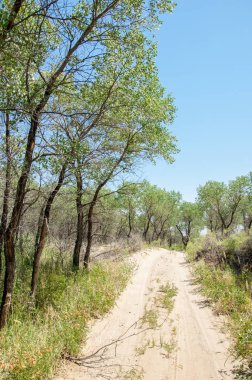 Bozkır, çayır, veld, veldt