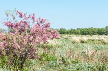 Tamariske. bozkır