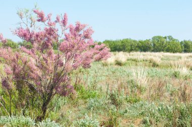 Tamariske. bozkır
