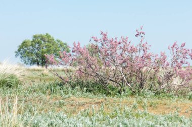 Tamariske. bozkır
