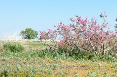 Tamariske. bozkır
