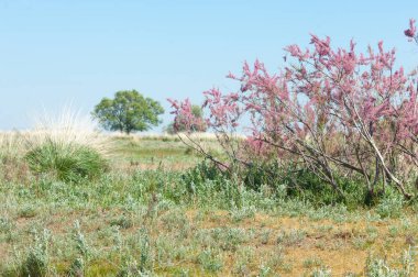 Tamariske. bozkır