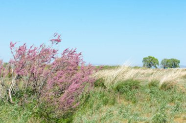 Tamariske. bozkır