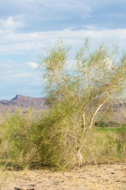 Bozkır yaz. Turgai Kaydet. Çölde Gölü