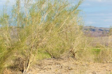 Bozkır yaz. Turgai Kaydet. Çölde Gölü