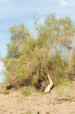 Bozkır yaz. Turgai Kaydet. Çölde Gölü