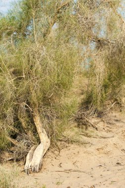 Bozkır yaz. Turgai Kaydet. Çölde Gölü