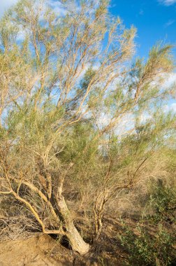 Bozkır yaz. Turgai Kaydet. Çölde Gölü