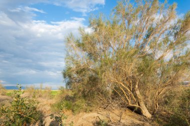 Bozkır yaz. Turgai Kaydet. Çölde Gölü