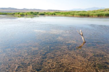 Bozkır yaz. Turgai Kaydet. Çölde Gölü