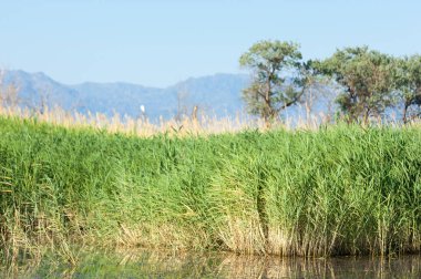 Bozkır yaz. Turgai Kaydet. Çölde Gölü