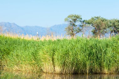 Bozkır yaz. Turgai Kaydet. Çölde Gölü