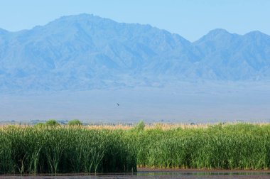 Bozkır yaz. Turgai Kaydet. Çölde Gölü