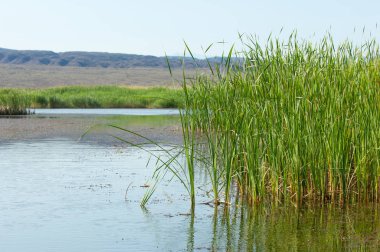 Bozkır yaz. Turgai Kaydet. Çölde Gölü