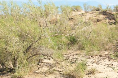 Bozkır yaz. Turgai Kaydet. Çölde Gölü