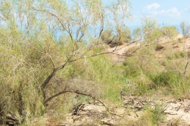 Bozkır yaz. Turgai Kaydet. Çölde Gölü