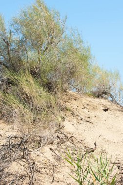 Bozkır yaz. Turgai Kaydet. Çölde Gölü