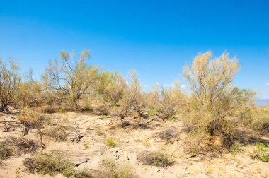 Bozkır yaz. Turgai Kaydet. Çölde Gölü